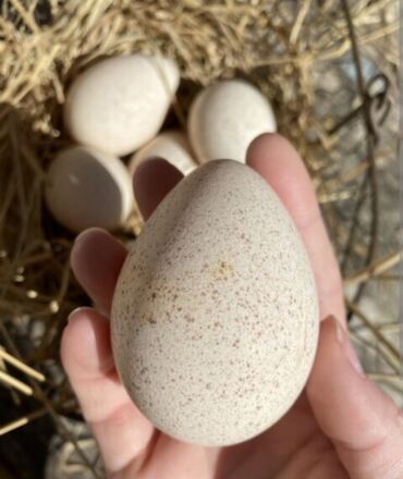 ev quşları haqqında təqdimat: Mayalı hinduşka yumurtası satılır yerli cins hinduşkanın