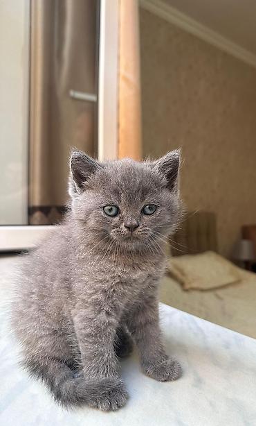 Кошки: Шиншилла — 4