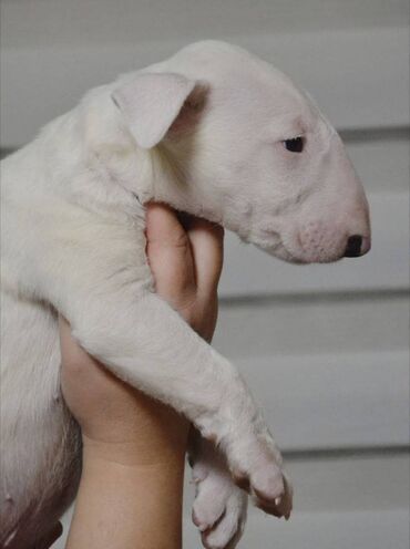 Psi: Bulterijer vrhunski štenci Odgajivačnica Maskking predstavlja vrhunske — 1