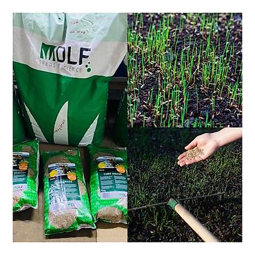 Семена газона: Газонная смесь DLF Seeds & Science - Профессиональные семена для — 2