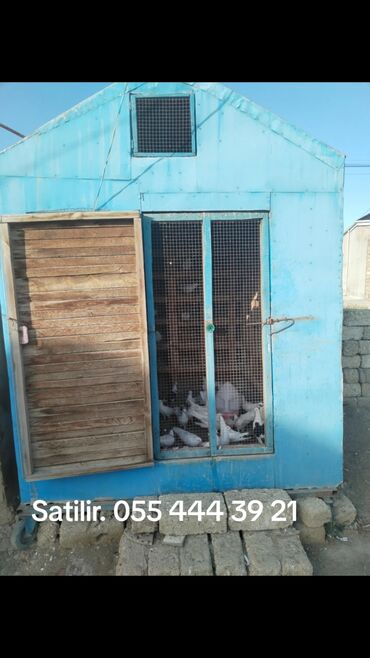 xacmazda satilan inekler: Satilir 40 dene ucan qus var icinde