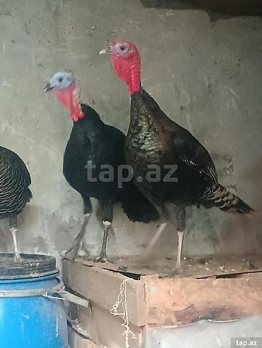 hinduşka balalari: 2 eded erkek, 1 eded disi hindusqadir, diri cekileri 6 kq di, kesili — 1