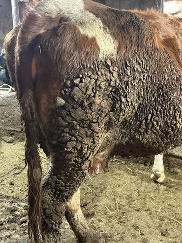 Коровы, быки: Продаю | Корова (самка) | Симментальская | Для молока — 2