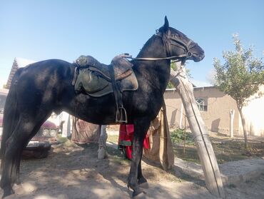 собака охотничая: Продаю | Жеребец | Рабочий | Мерин