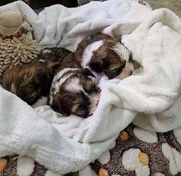 Продажа собак: ПРОДАЮТСЯ ЩЕНКИ ШИ-ТЦУ!!! 3 мальчика и 2 — 4