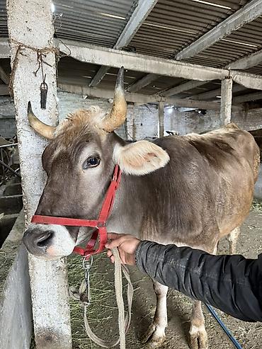 Продам с/х животных: Продаю | Корова (самка) | Швицкая | Для молока | Привязанные — 3