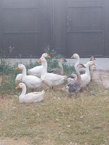 poni at satilir: 7aylıqdırlar — 1