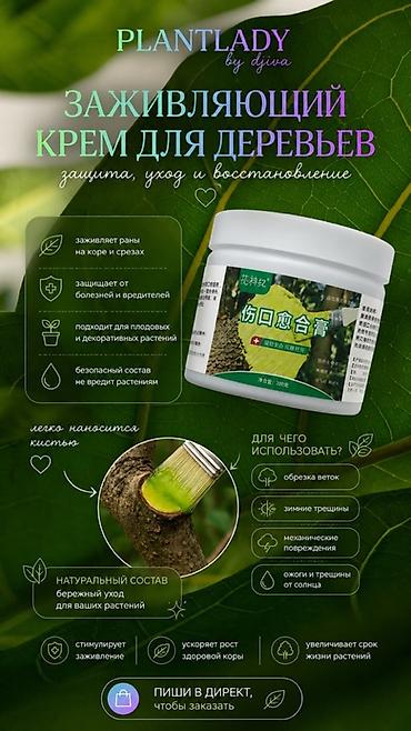 Пальмы: В единственном экземпляре с кашпо продается веерная пальма Ливистона😍 — 15