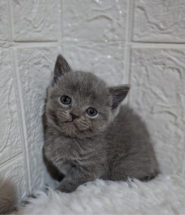 Продажа кошек: Продаётся шотландская девочка,скоттиш-страйт,возраст 1,5 — 14