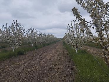 Torpaq sahələrinin satışı: 300 sot, Kupça (Çıxarış) — 19