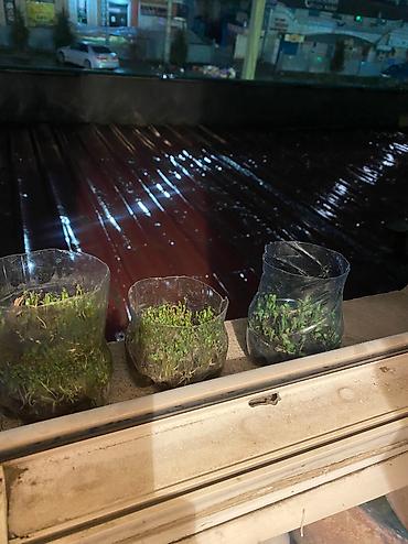 Зерновые культуры: Беде урук Бишкек оптом 🤝 — 7