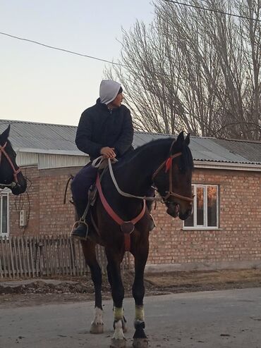 Лошади, кони: Продаю | Конь (самец) | Конный спорт — 7