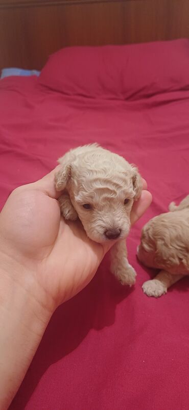 İtlər: Pudel, Dişi, Peyvəndli, Ödənişli çatdırılma — 2