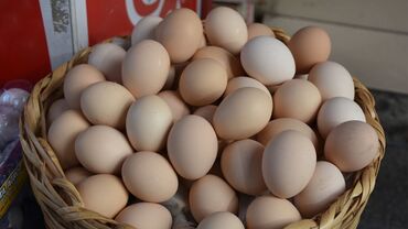 siam pişiyi qiyməti: Toyuq, Adler, Australorp, Bresse, Yumurtalıq, Ünvandan götürmə
