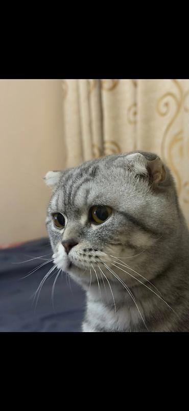 породистые кролики: Продажа кошек — 6