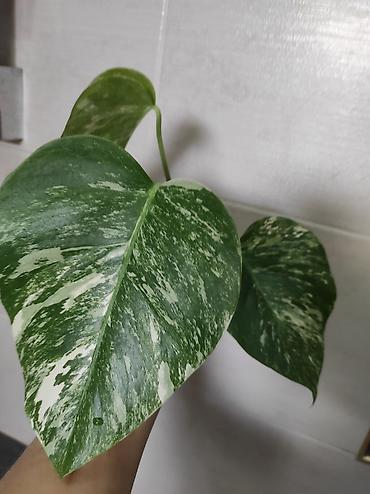 Монстеры: Монстера Альба Монстера Тайское Созвездие, черенки и взрослые цены — 14