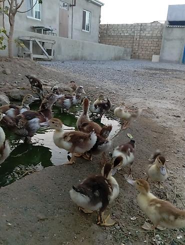 ordəy balası: Salam lal indukladi 33 edirdi böyde var içinde 6 manata balacalar — 3