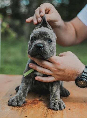 Psi: Postanite vlasnik jednog od naših vrhunskih Cane Corso štenaca — 15