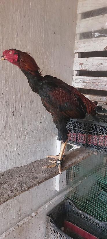 heyrətilər: Heyratı beçə 11 aylıq. superq qan daş pipik heyvandır. istəyən vodsapa — 2