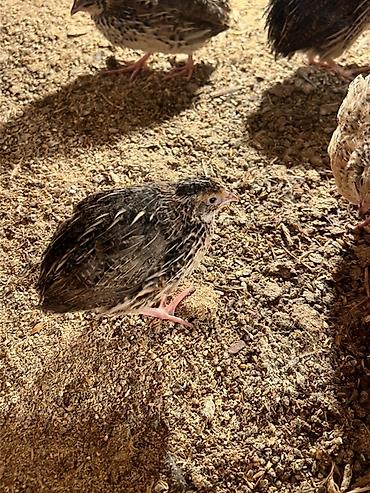 Другие с/х животные: Перепела разных окрасов для домашнего хозяйства Перепелки живые: 2х — 13