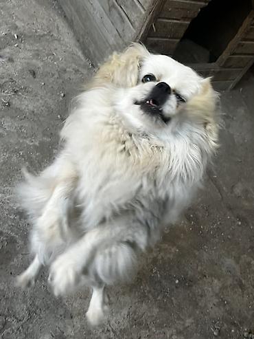 İtlər: Pekines — 5