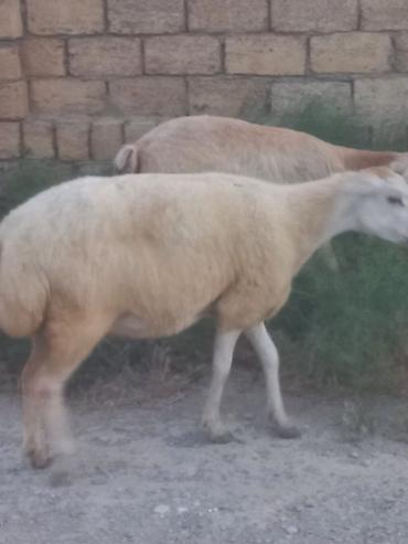 cins piwikler: Salam 20 heyavandı 1ədədi erkək qoç 2dənədə erkək toxlu 17 dişi — 4