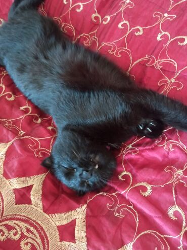 персидский кот: Шотландский веслоухий кот 1годик очень умный отзывается на свое имя и