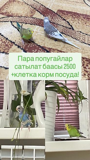 кой союшка: Пара волнистых попугаев. В комплекте: - клетка - корм - посуда для — 1