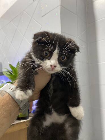 кошка сфинкс с шерстью: Шотландский вислоухий котёнок (скоттиш‑фолд), окрас черно-белый