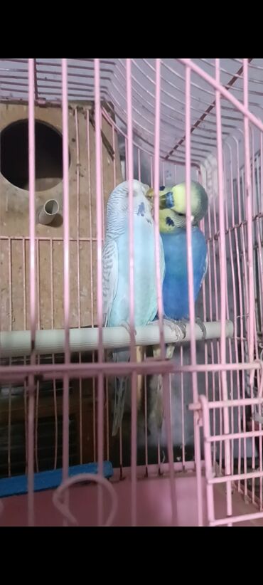 Tutuquşları: Salam hazir cut 2 defe bala almisam kocle baxli satiram hazir cut — 2