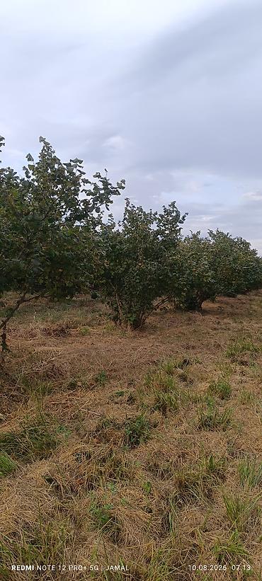 limon ağaçı: Xaçmaz rayonu, Hacıəhmədoba kəndində fındıq bağı satılır! 🌳 1500-2000 — 5