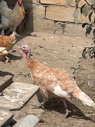 hinduşka: Dişi, Damazlıq — 4