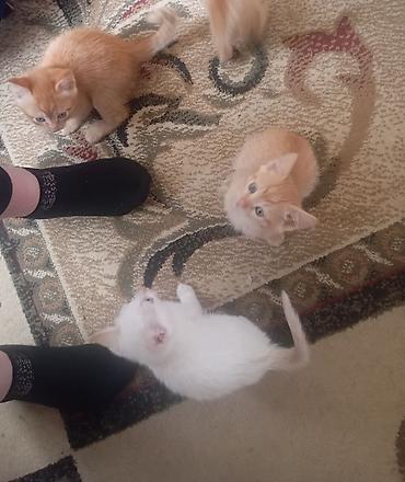 ат жаныбар: Котята, помёт домашней кошки. - Окрас: несколько рыжих и один белый — 5