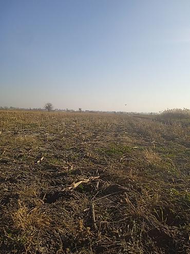 куплю дом с участком: 300 соток, Для сельского хозяйства — 2