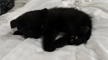котёнок в хорошие руки: 2 месяца, Мальчик — 3