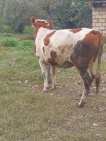 simmental inək satilir: Dişi, Simental, il: 1, 380 kq, Südlük, Ətlik, Ödənişli çatdırılma — 2