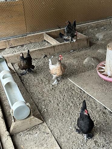 bildircin gence: Yapon toyuq və xoruzları Damazlıqdır və yumurta verir. Hazırda 30 — 1