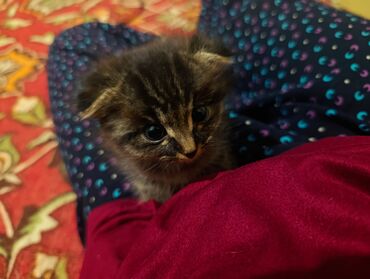 кролик цена: Котята домашние, порода шотландская одна прямоухая вторя