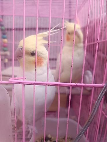 жан жаныбарлар: Кореллы, 2 птицы. Декоративные попугаи с светлым окрасом — 1