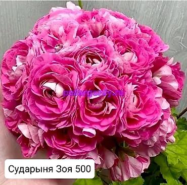 Герани и пеларгонии: Пеларгонии (герани) сортовые — детки в стаканчиках. Доступные сорта — 11