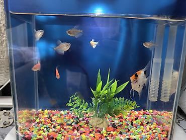 xiaomi akvarium: Dördbucaq akvarium, Balıqlarla birlikdə, 10 l, Ünvandan götürmə — 4