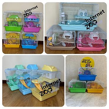 Хомяки: Продаются хомячки ручные. В нашем питомнике вы можете приобрести — 18