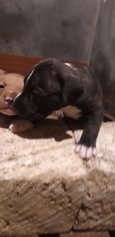 İtlər: Pitbul — 4