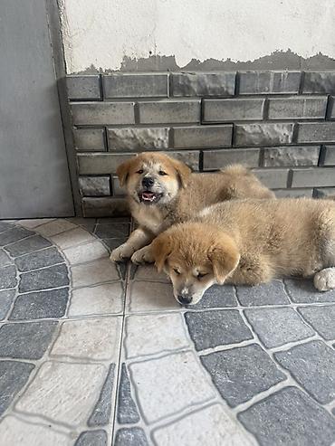 qurd basar iti: Akita-inu, 2 ay, Erkək — 3