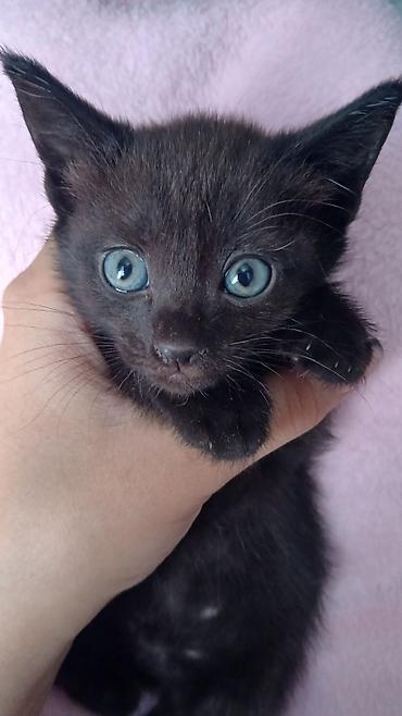 коты бишкек: Раздаю котят Бишкек! Здоровые, обучены к лотку!!! — 1