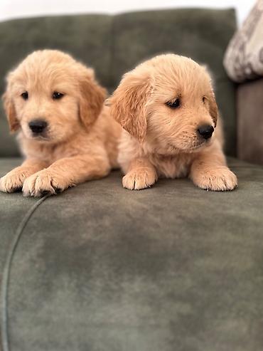 İtlər: Labrador-retriver, 1 ay, Erkek — 8