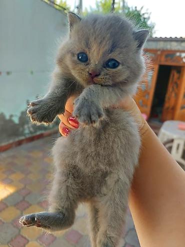 Boz tüklü, mavi gözlü balaca pişik balası. - Yumşaq, sıx və tüklü