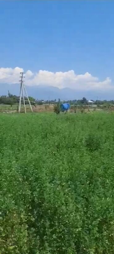 baş zəyzid torpaq: 20 sot, Tikinti, Mülkiyyətçi, Kupça (Çıxarış)