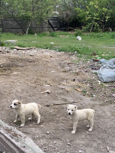 Продажа собак: Алабай, 1 месяц, Самец, С прививкой, С родословной