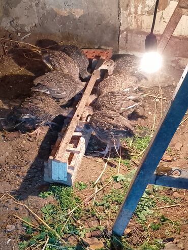 Cücələr: Hinduşka cücələri, Damazlıq — 1